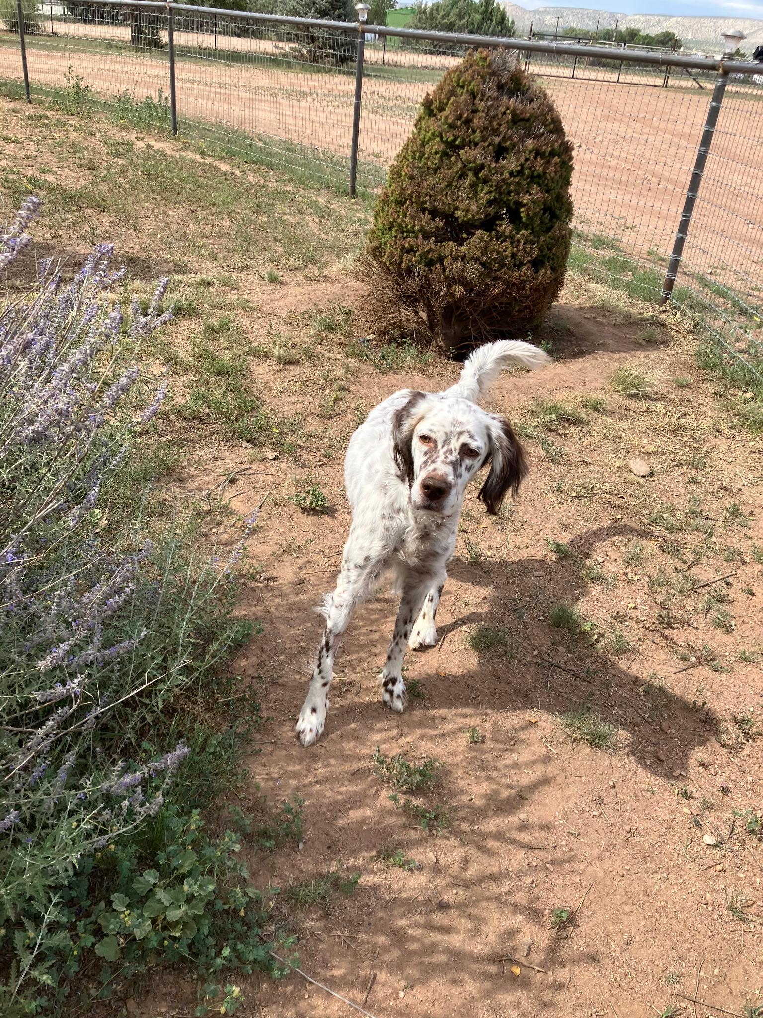 Enlarge Lou, a ADOPTABLE English Setter in Flagstaff, AZ image 3/6