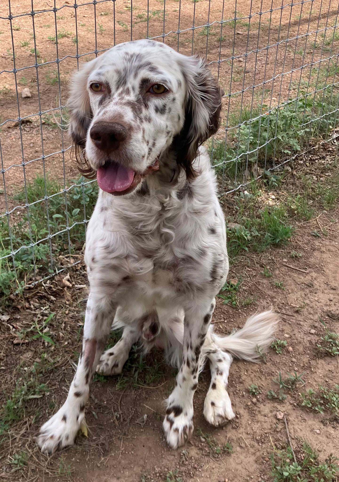 Enlarge Lou, a ADOPTABLE English Setter in Flagstaff, AZ image 5/6