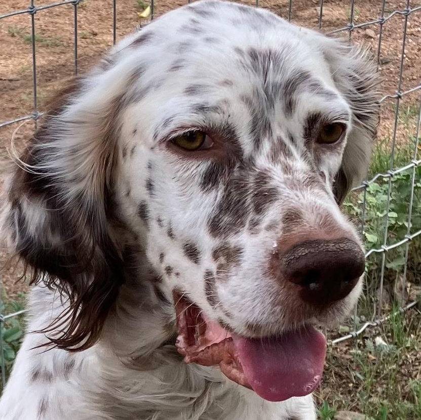 Enlarge Lou, a ADOPTABLE English Setter in Flagstaff, AZ image 1/6
