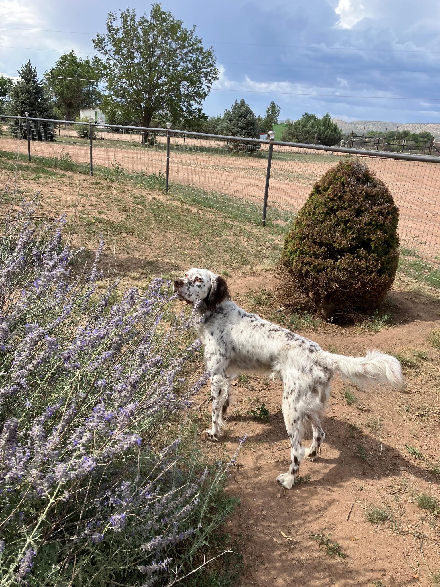 Enlarge Lou, a ADOPTABLE English Setter in Flagstaff, AZ image 6/6