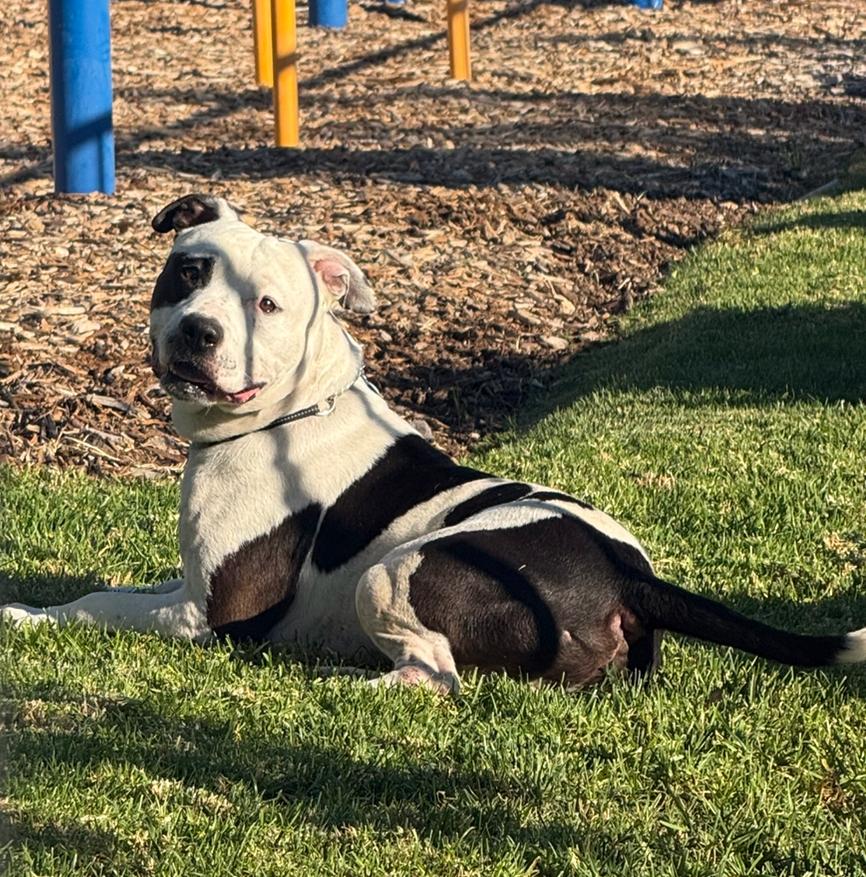 Bucket, adoptable, Adult Male Pit Bull Terrier.
