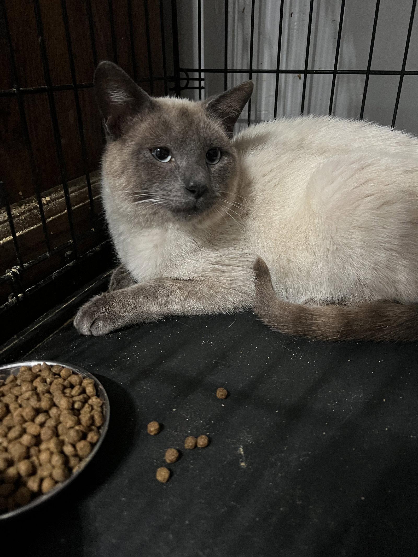 Casey, Adoptable, Young Male Domestic Short Hair & Siamese.