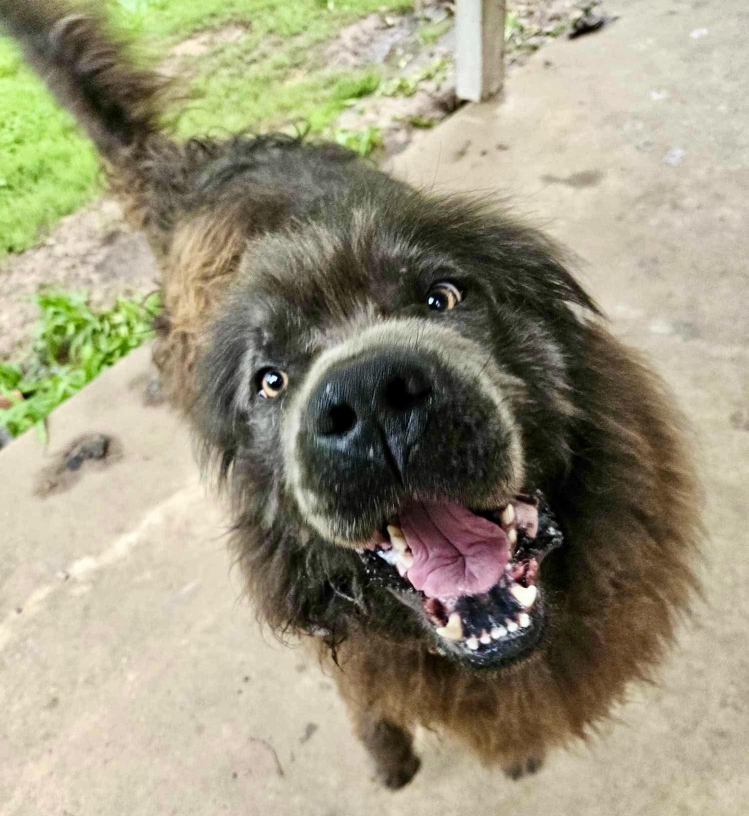 Brutus