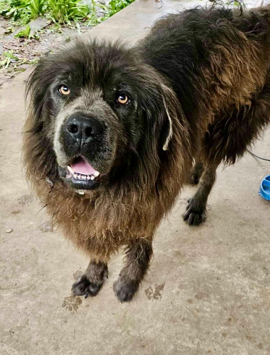 Brutus