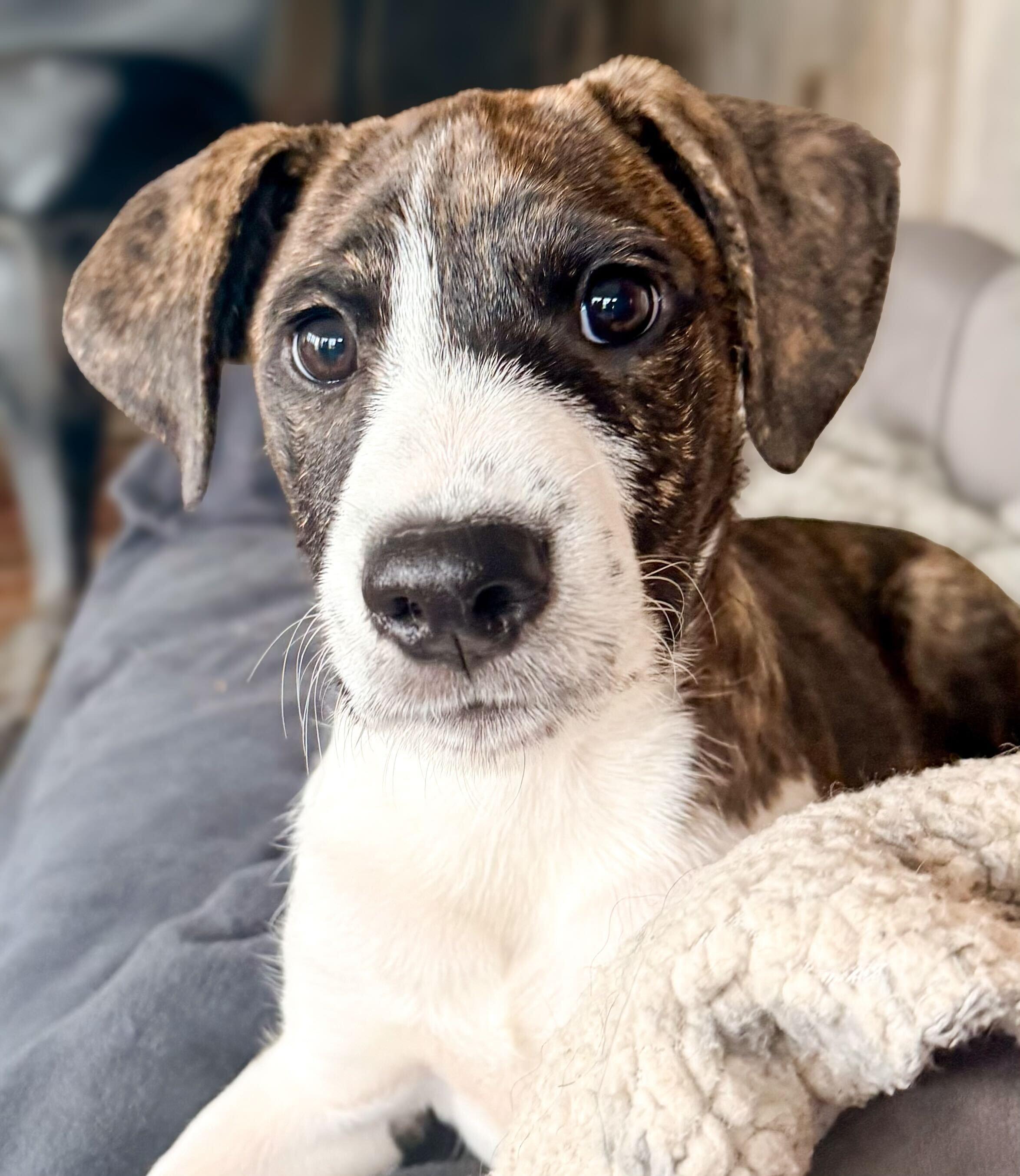 Enlarge Dayna, a Adoptable mixed breed in Baxter, TN image 4/4