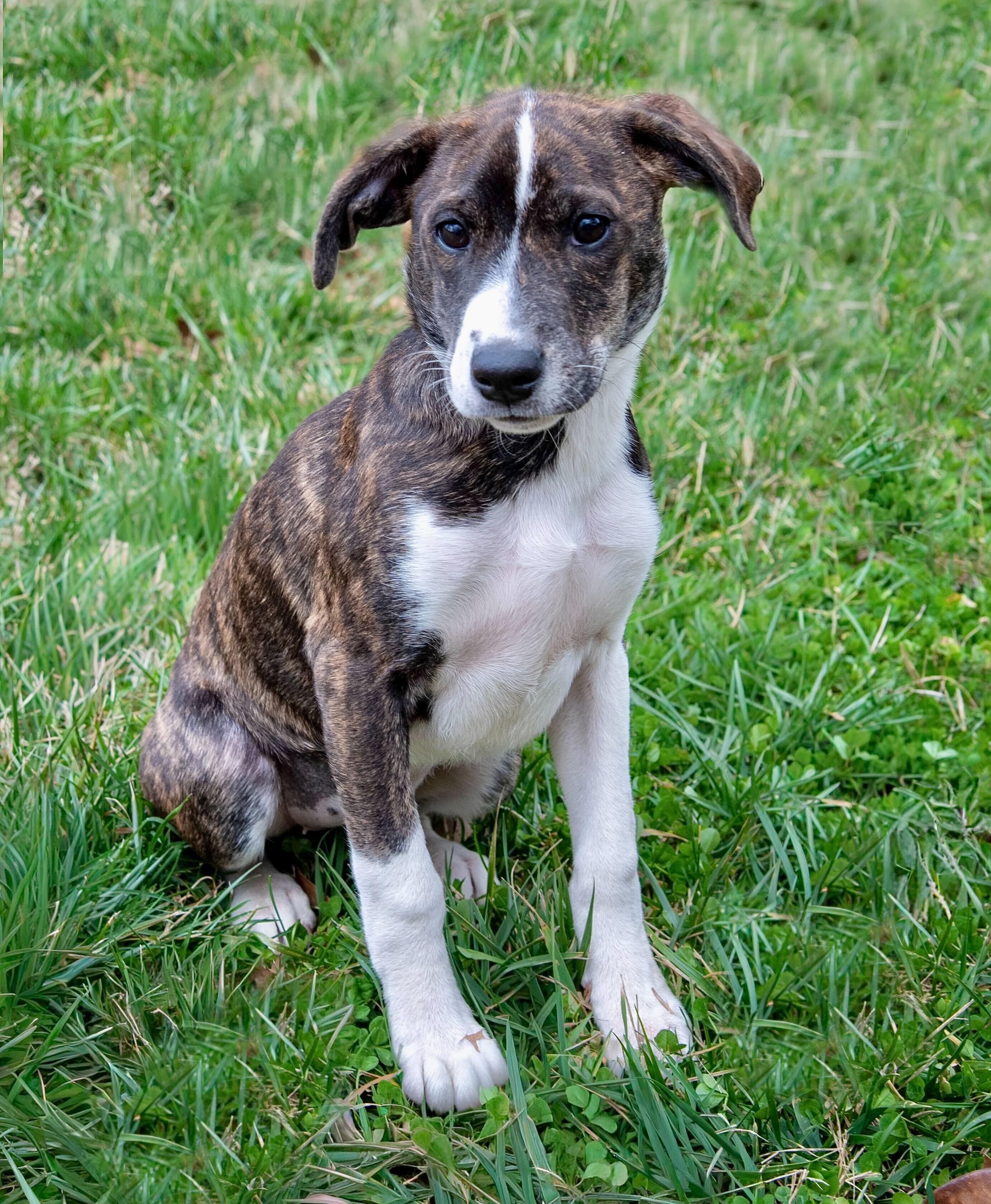 Enlarge Dayna, a Adoptable mixed breed in Baxter, TN image 2/4