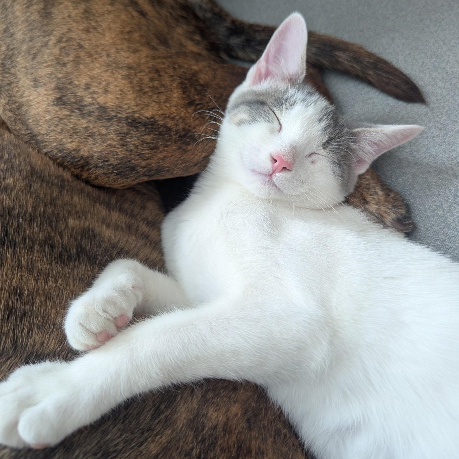 Thomas, Adoptable, Kitten Male American Shorthair.