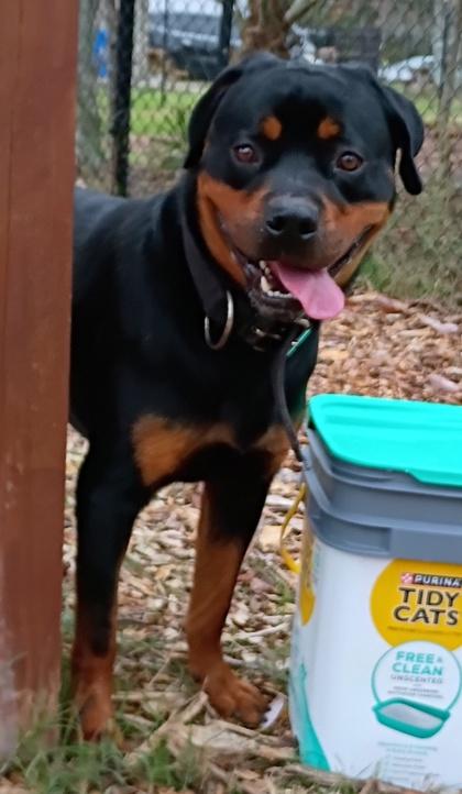 Bear — thumbnail 3