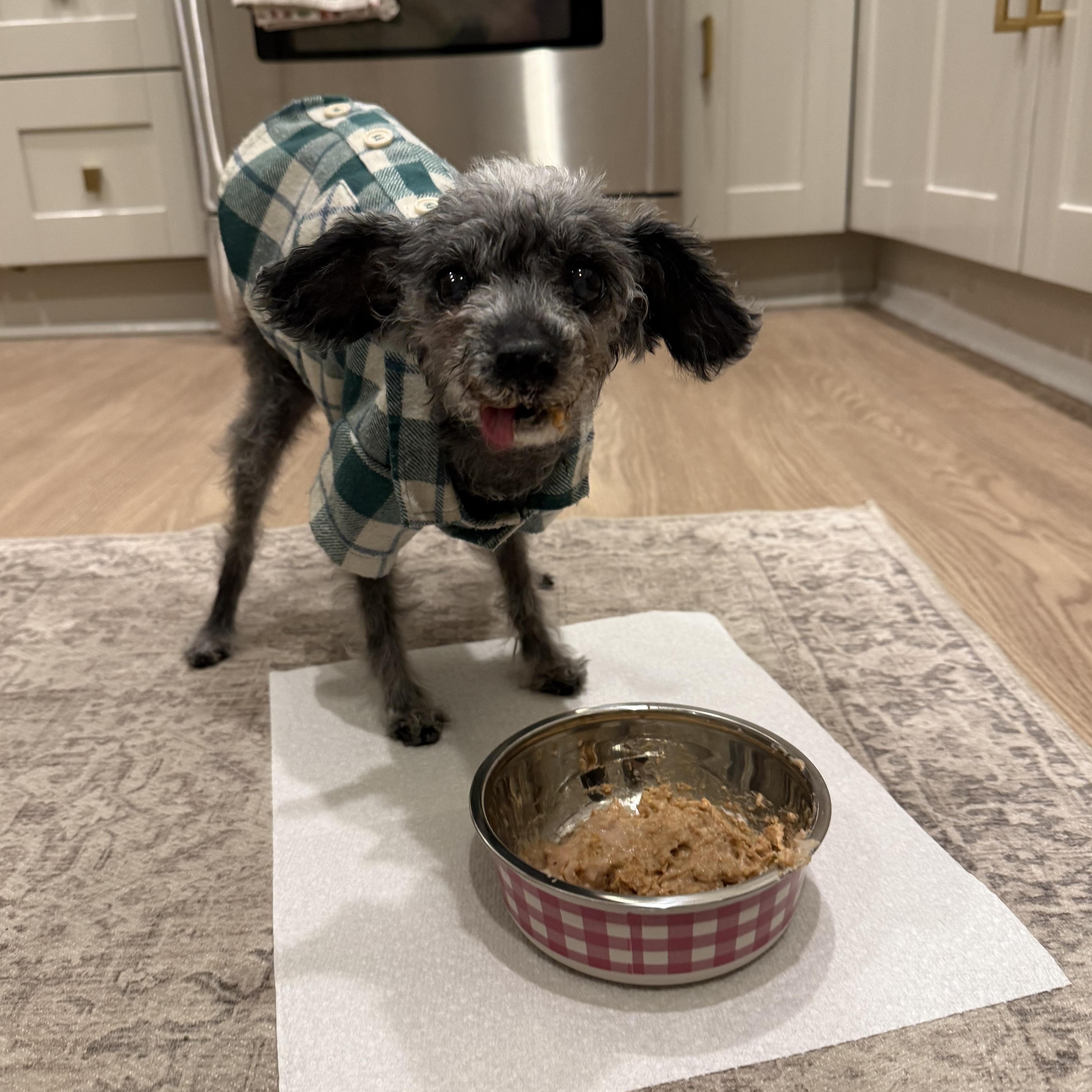 Bella, Adoptable, Senior Female Miniature Poodle.