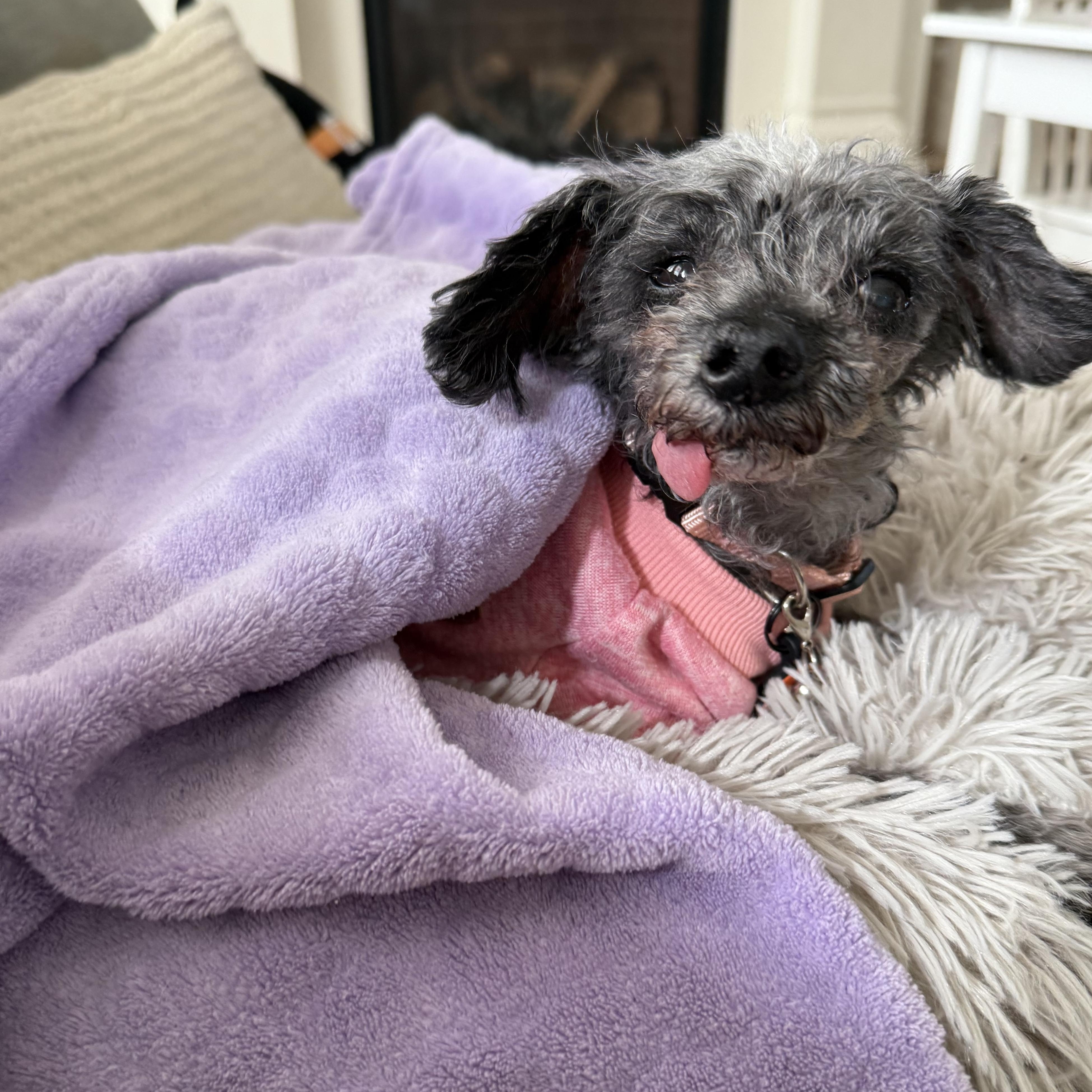 Bella, a Adoptable Miniature Poodle in Roy, UT image 2/4