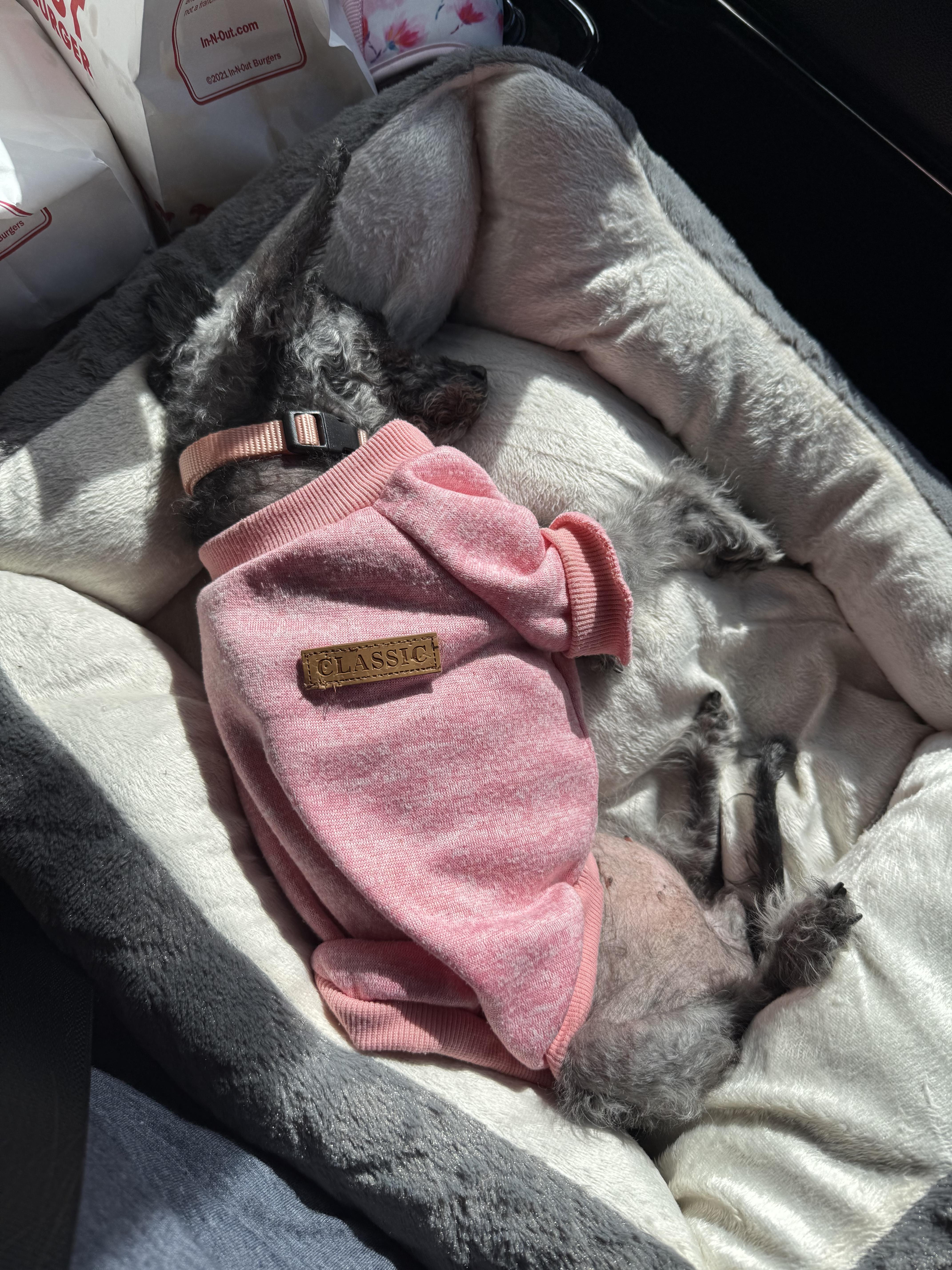 Bella, a Adoptable Miniature Poodle in Roy, UT image 4/4