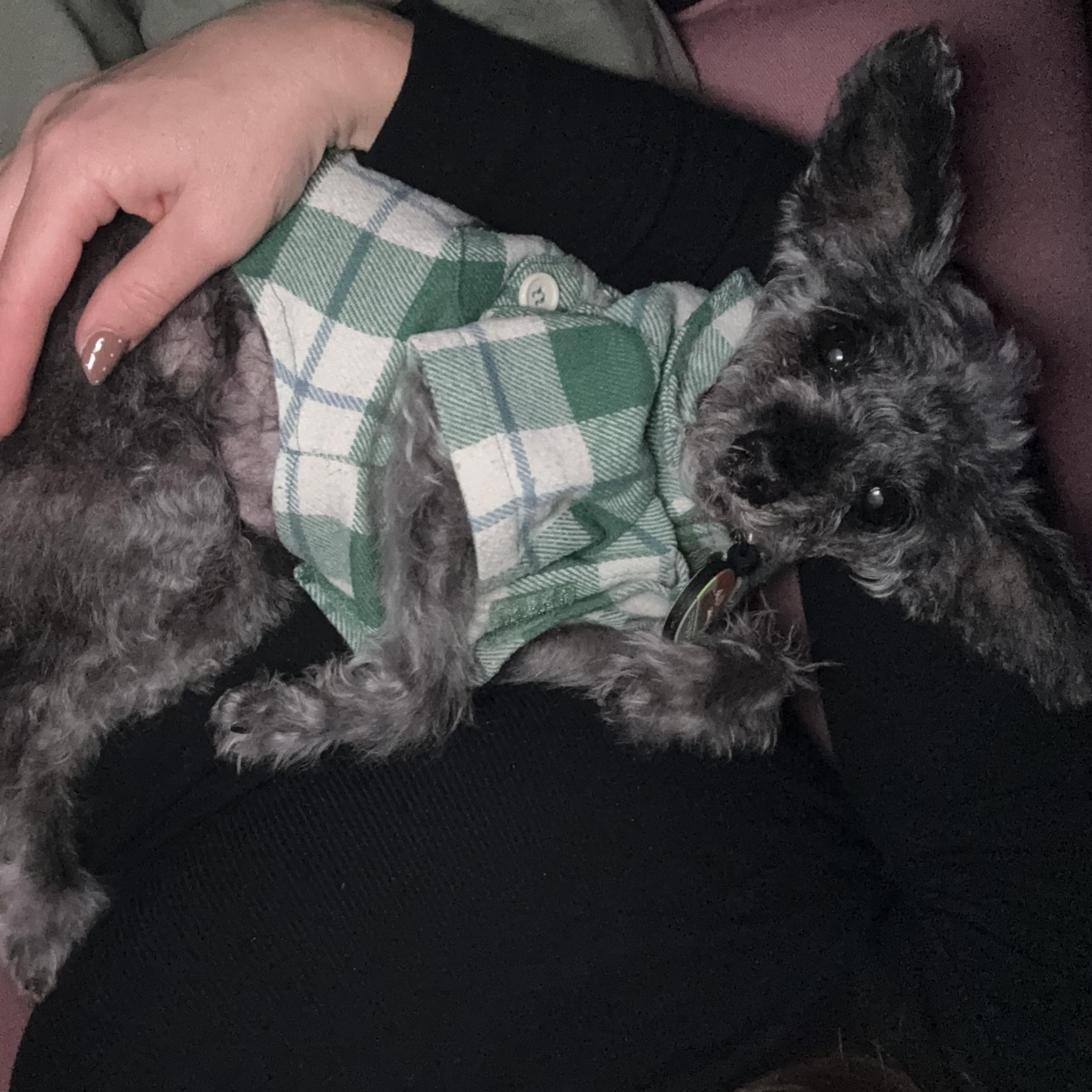 Bella, a Adoptable Miniature Poodle in Roy, UT image 3/4