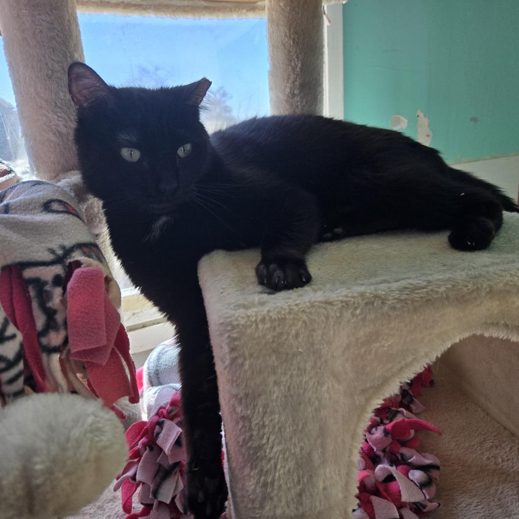 Elsie, Adoptable, Adult Female Domestic Short Hair.