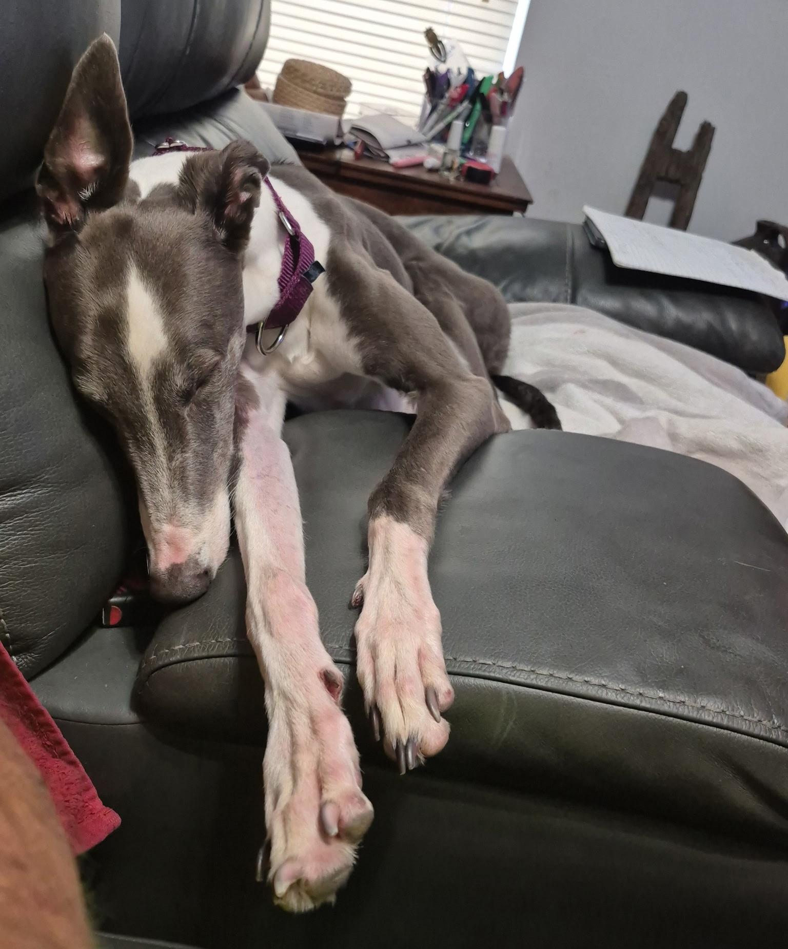 Rhapsody, Adoptable, Adult Female Greyhound.