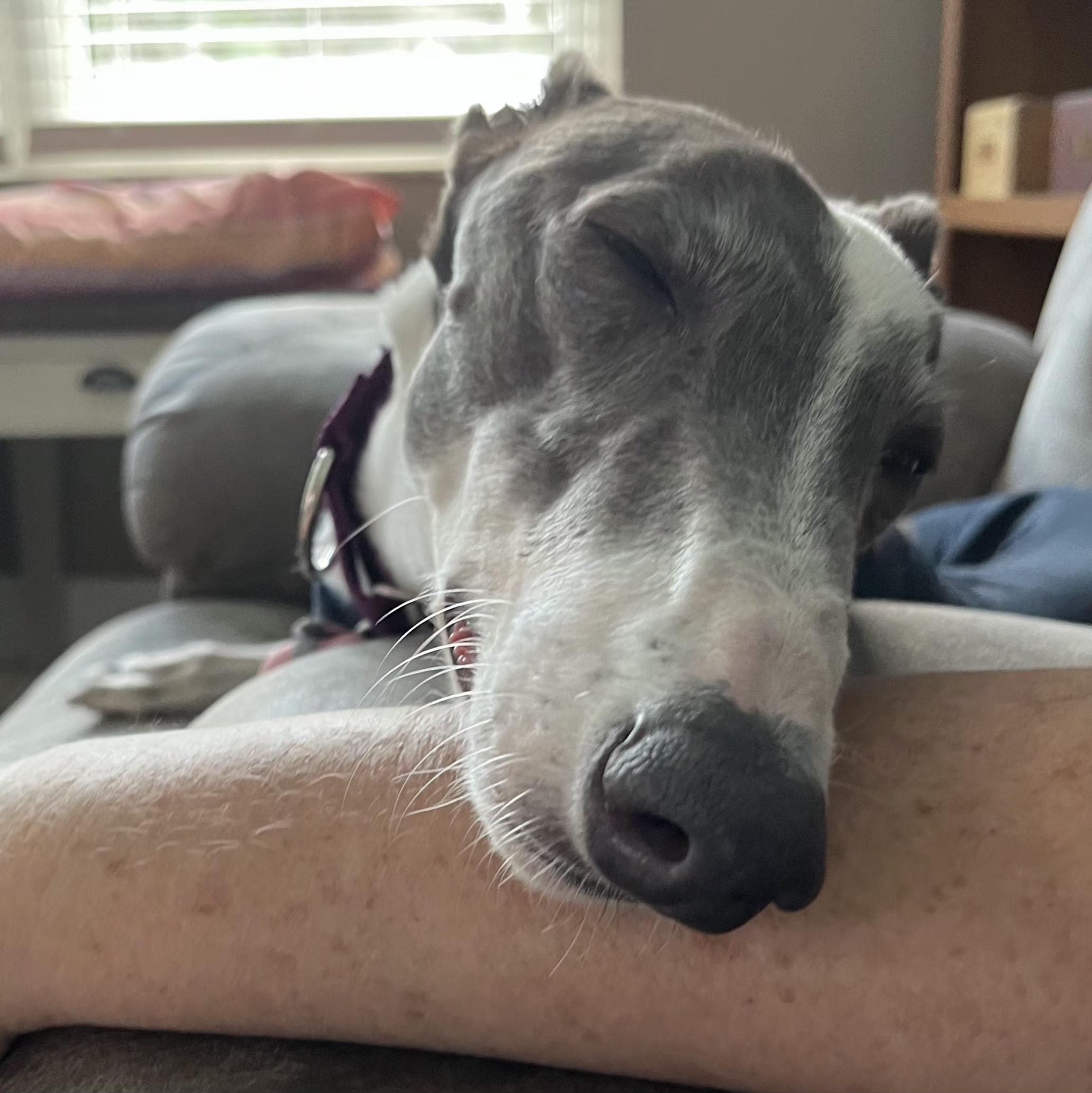 Enlarge Rhapsody, a Adoptable Greyhound in Tarpon Springs, FL image 2/6