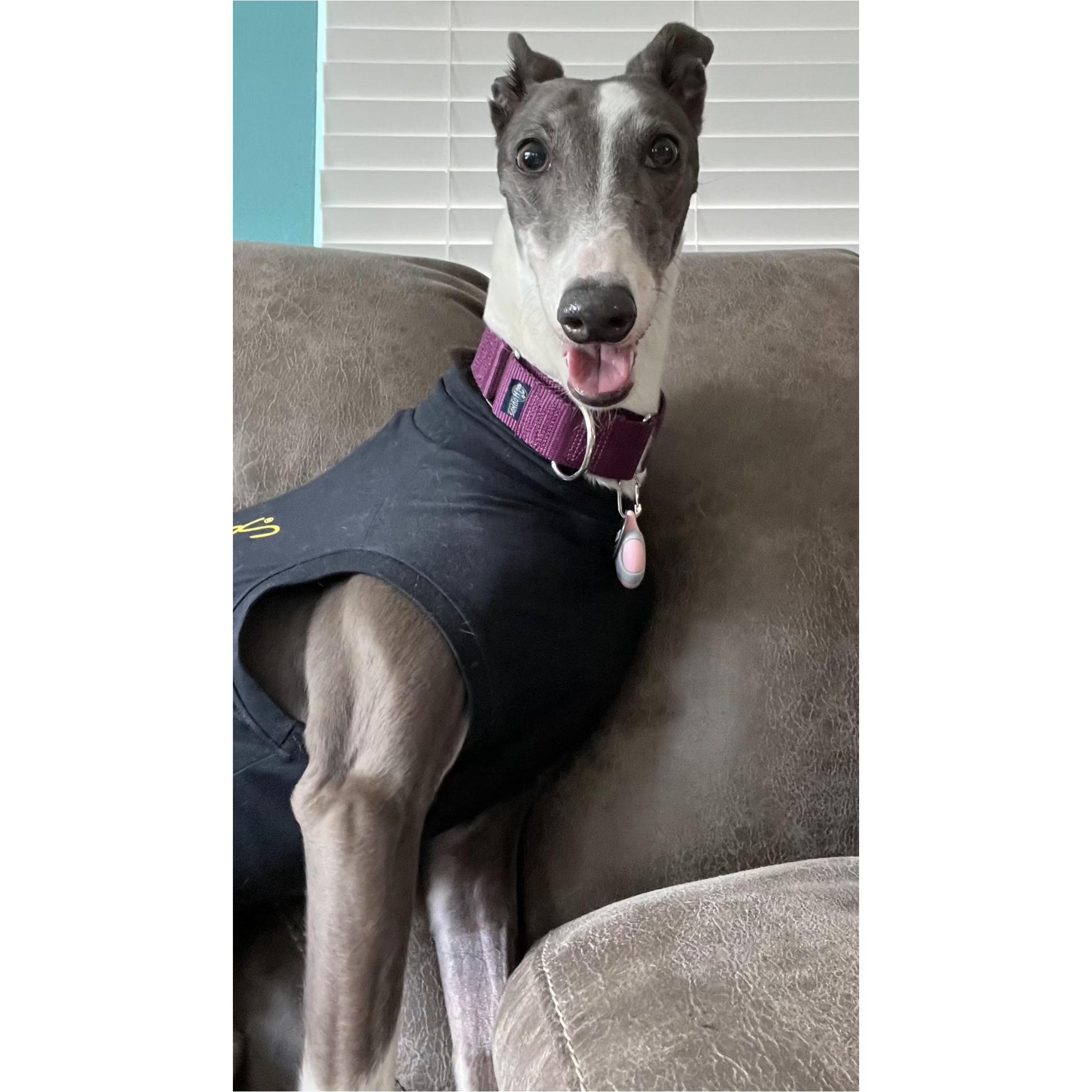 Enlarge Rhapsody, a Adoptable Greyhound in Tarpon Springs, FL image 3/6