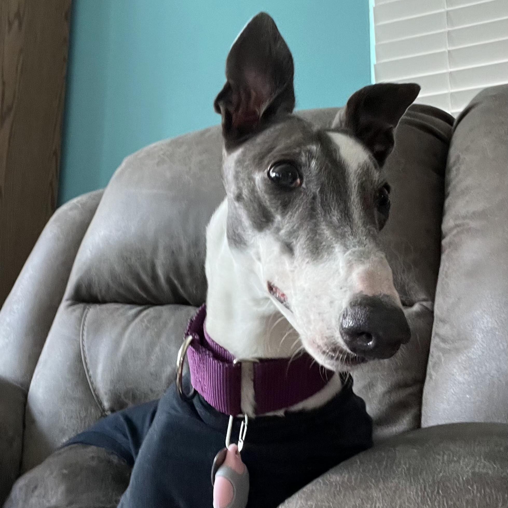 Enlarge Rhapsody, a Adoptable Greyhound in Tarpon Springs, FL image 4/6