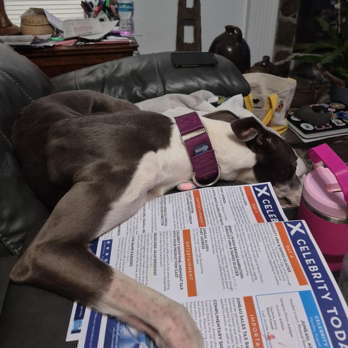 Enlarge Rhapsody, a Adoptable Greyhound in Tarpon Springs, FL image 5/6