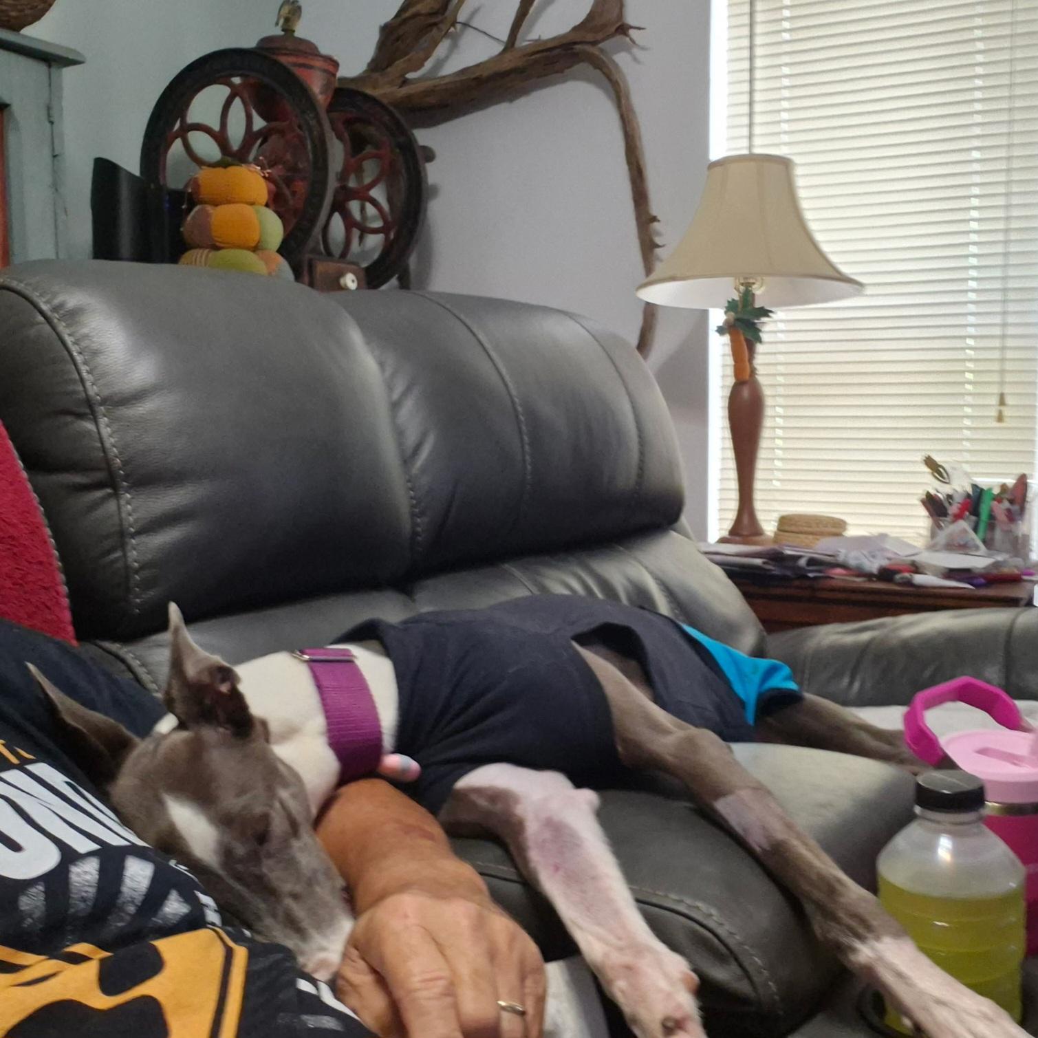 Enlarge Rhapsody, a Adoptable Greyhound in Tarpon Springs, FL image 6/6