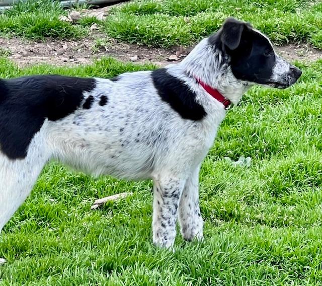 Ryder, an adoptable Border Collie in Troy, MI, 48085 | Photo Image 3