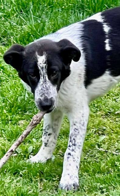 Ryder, an adoptable Border Collie in Troy, MI, 48085 | Photo Image 4