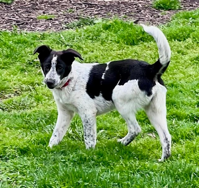 Dog for adoption Ryder, a Border Collie in Troy, MI Petfinder
