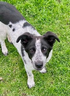 Ryder, an adoptable Border Collie in Troy, MI, 48085 | Photo Image 2