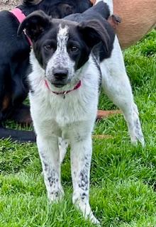 Ryder, an adoptable Border Collie in Troy, MI, 48085 | Photo Image 1