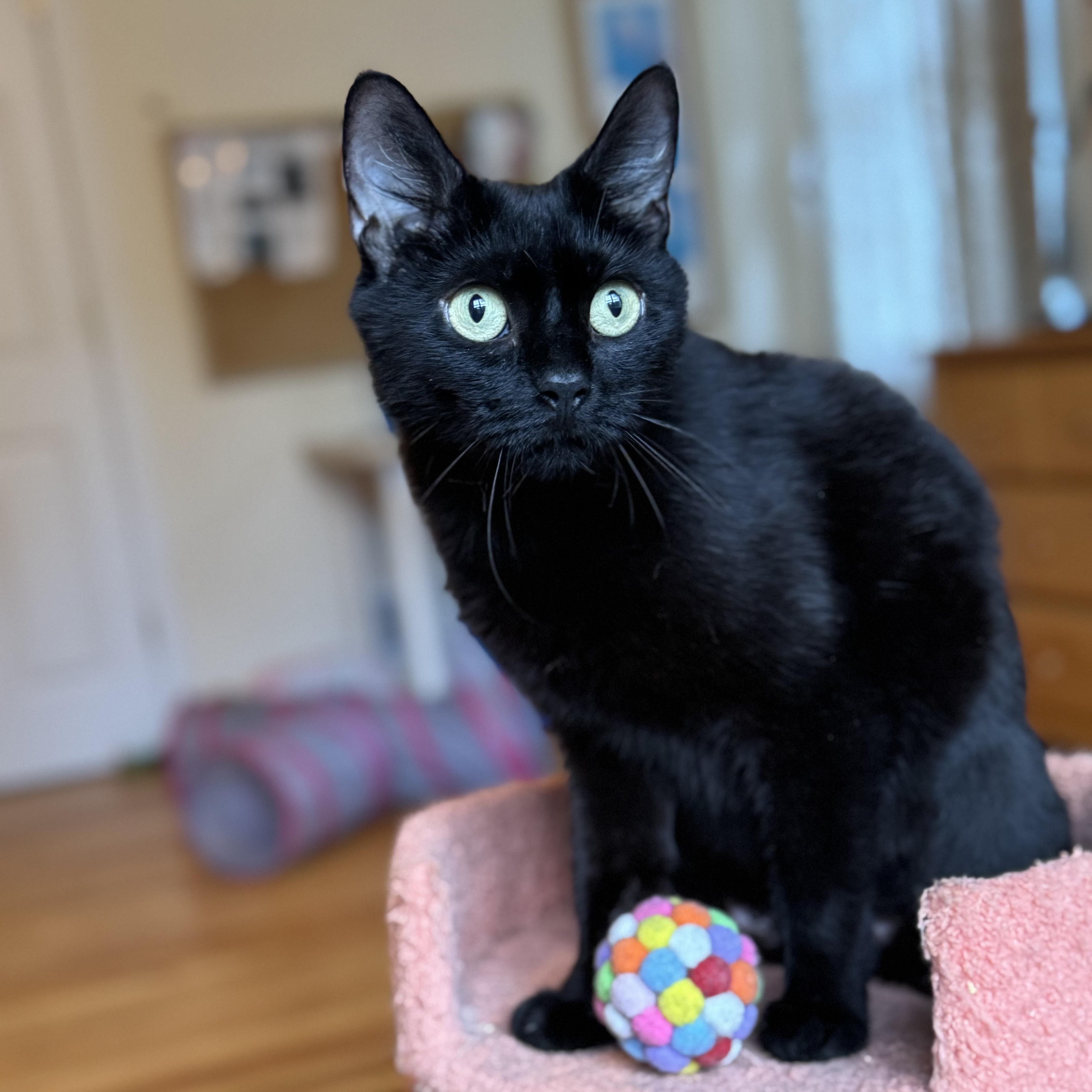 KATJA, Adult Female Domestic Short Hair