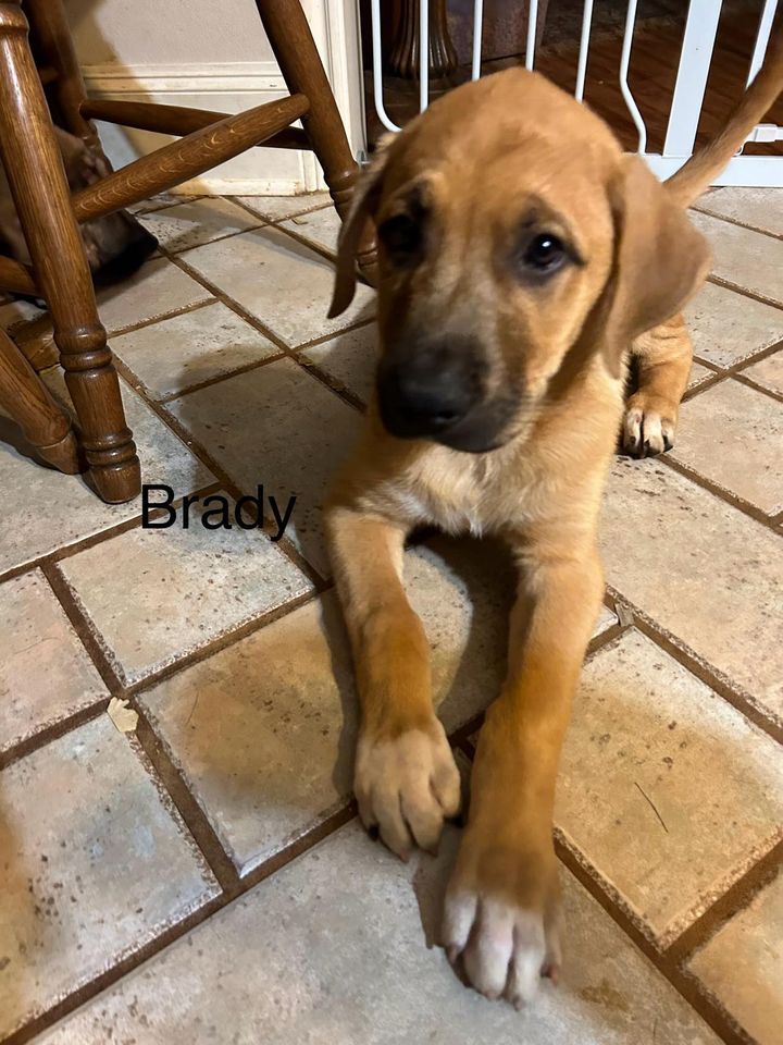 Enlarge Brady, a Adopted mixed breed in Lufkin, TX image 1/2