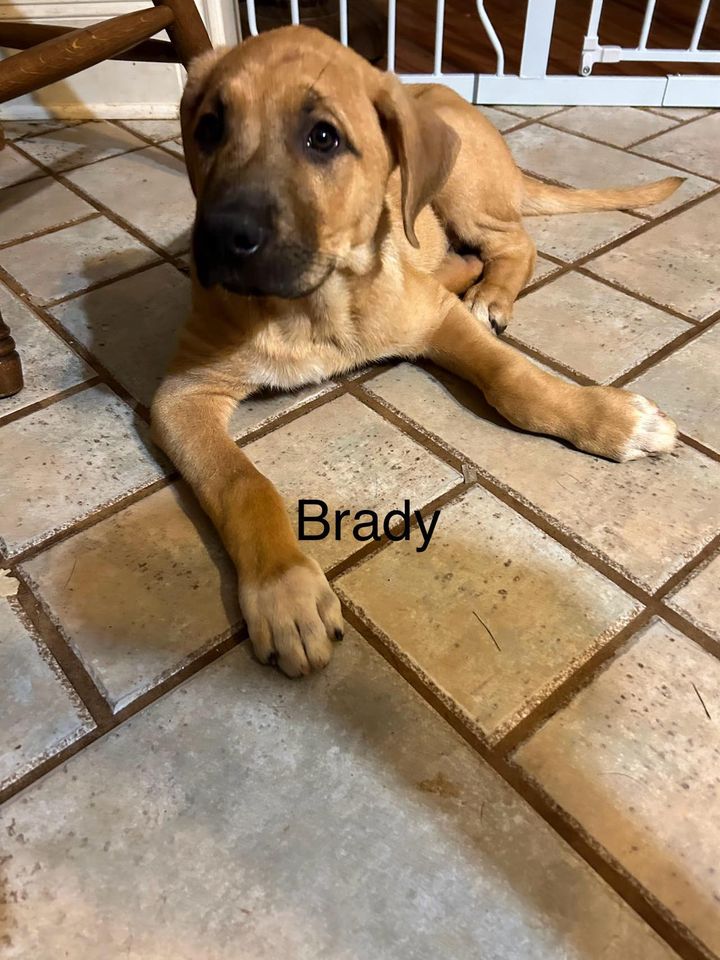 Enlarge Brady, a Adopted mixed breed in Lufkin, TX image 2/2