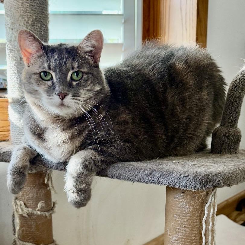 Enlarge SASSY , a ADOPTABLE mixed breed in North Logan, UT image 2/2