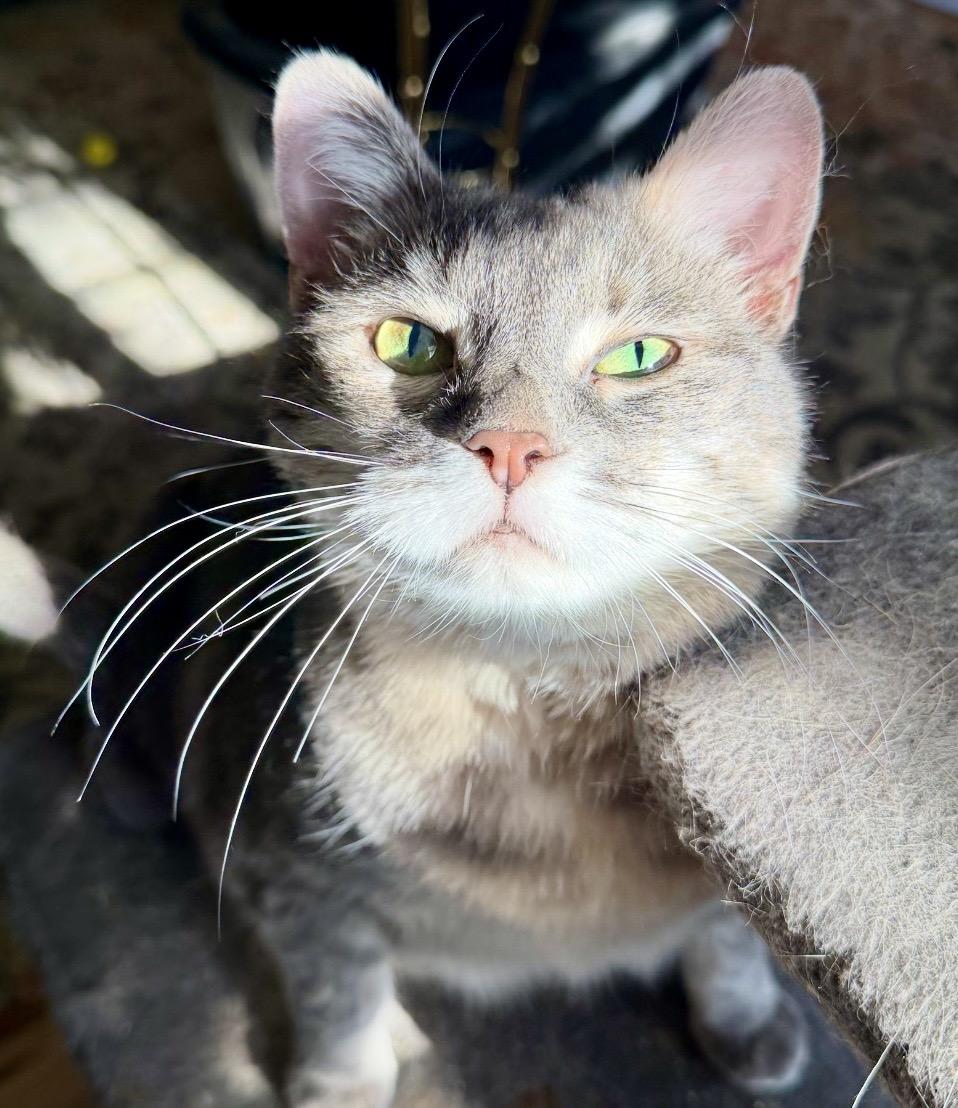 SASSY , ADOPTABLE, Senior Female Domestic Short Hair.