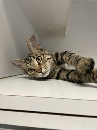 Wilbur, Adoptable, Adult Male Domestic Short Hair & Domestic Short Hair.