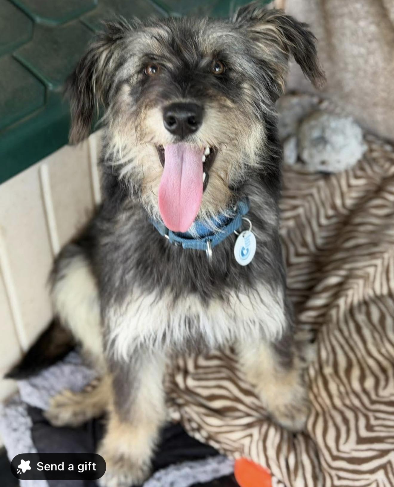 Vida, adopted, Young Female Schnauzer.