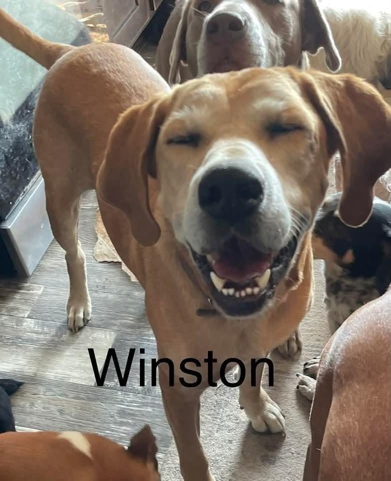 Enlarge Winston, a Adoptable mixed breed in Marianna, FL image 1/1
