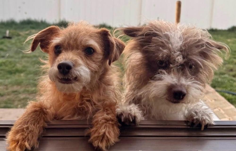 Bellatrix, Adoptable, Adult Female Terrier & Cairn Terrier.