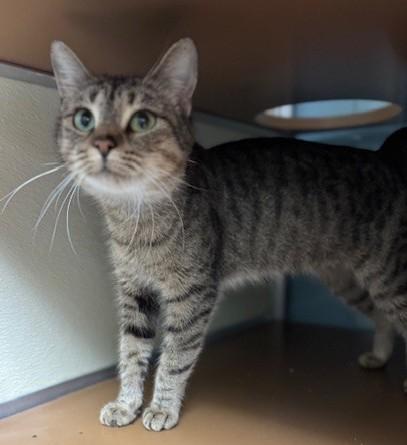 Enlarge Sushi, a ADOPTABLE Domestic Short Hair in thomson, GA image 3/3