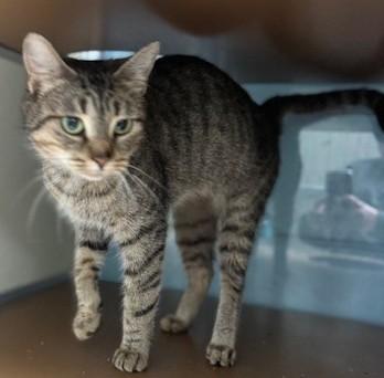 Enlarge Sushi, a ADOPTABLE Domestic Short Hair in thomson, GA image 2/3