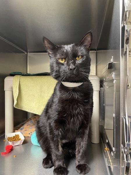Shrike, Adoptable, Adult Male Domestic Short Hair.
