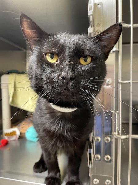 Enlarge Shrike, a Adoptable mixed breed in Vancouver, WA image 2/3