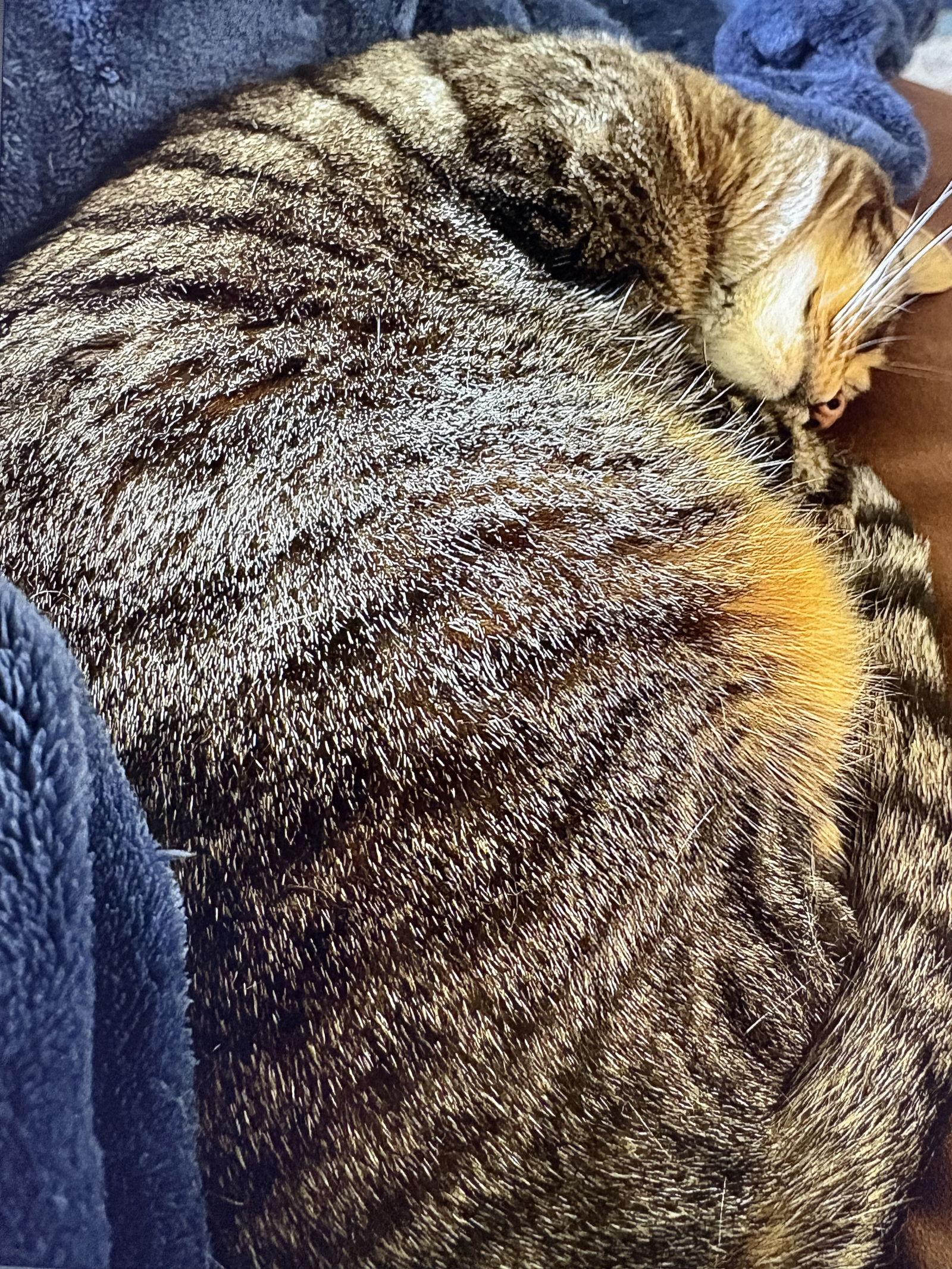 Tulip, Adoptable, Adult Female Calico & Domestic Short Hair.