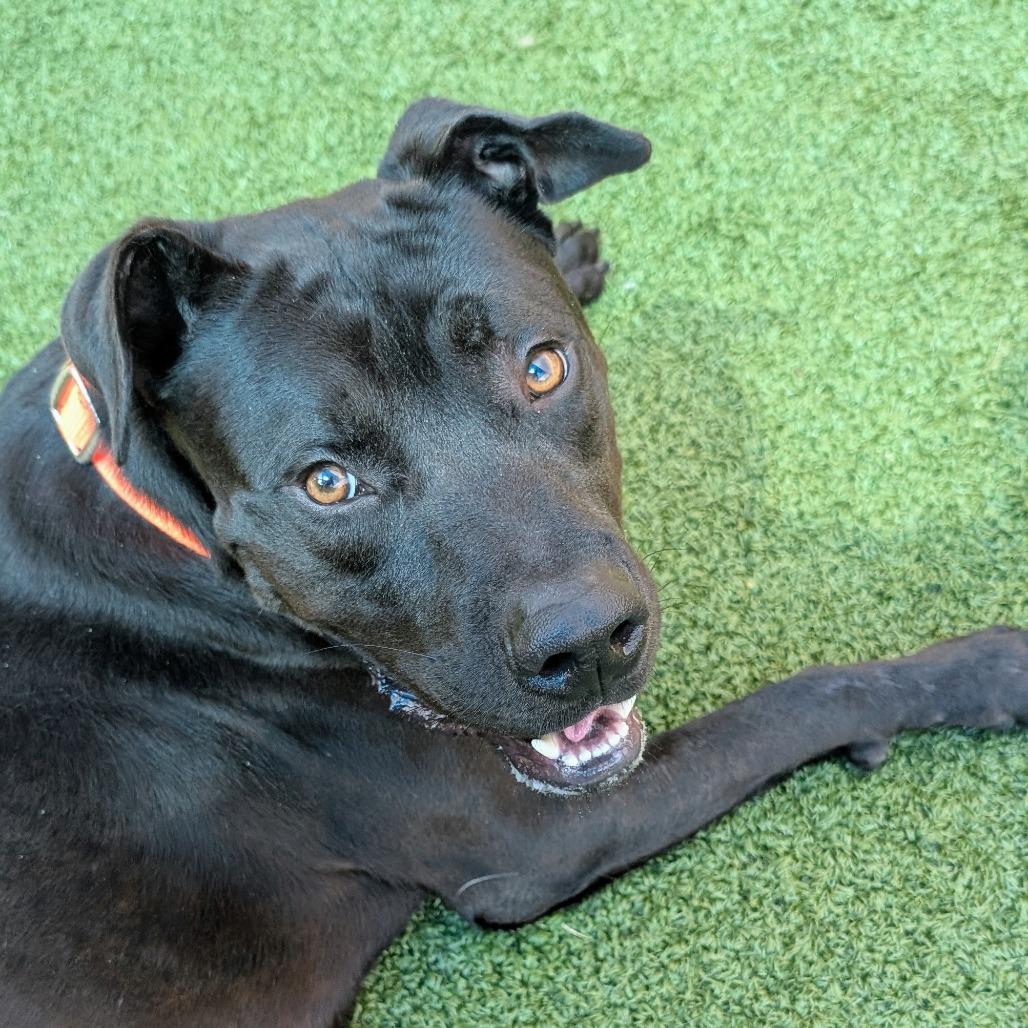 Tristan, a Adoptable mixed breed in Greensboro, NC image 1/6