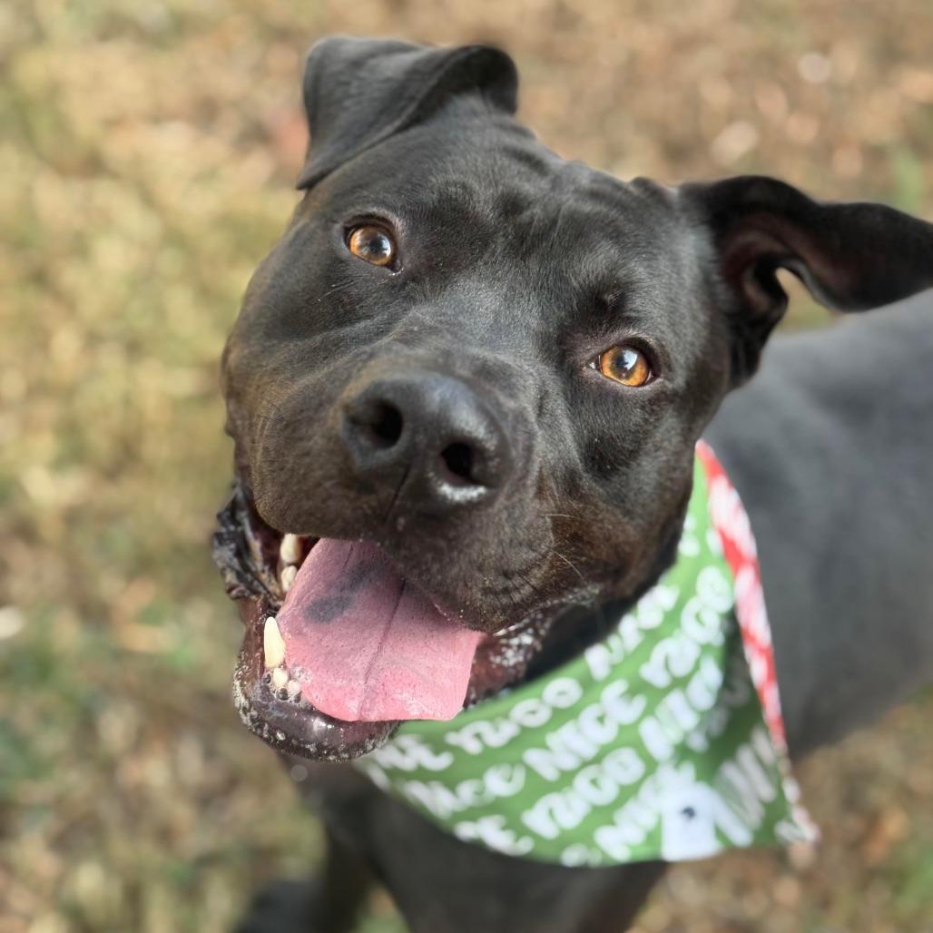 Tristan, a Adoptable mixed breed in Greensboro, NC image 2/6