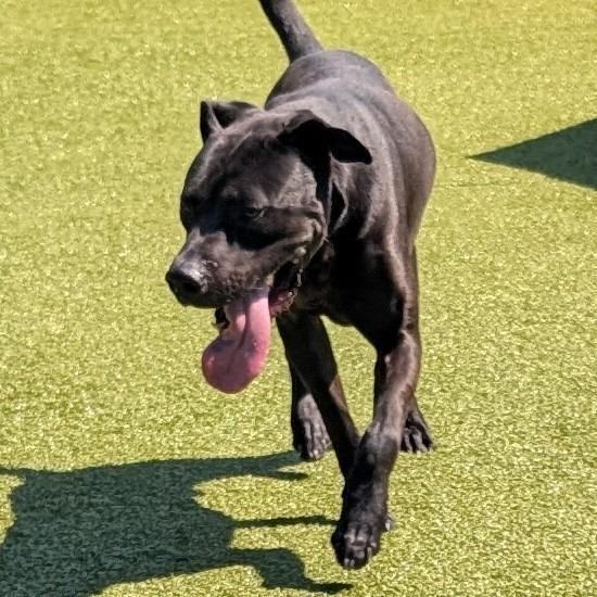 Tristan, a Adoptable mixed breed in Greensboro, NC image 3/6