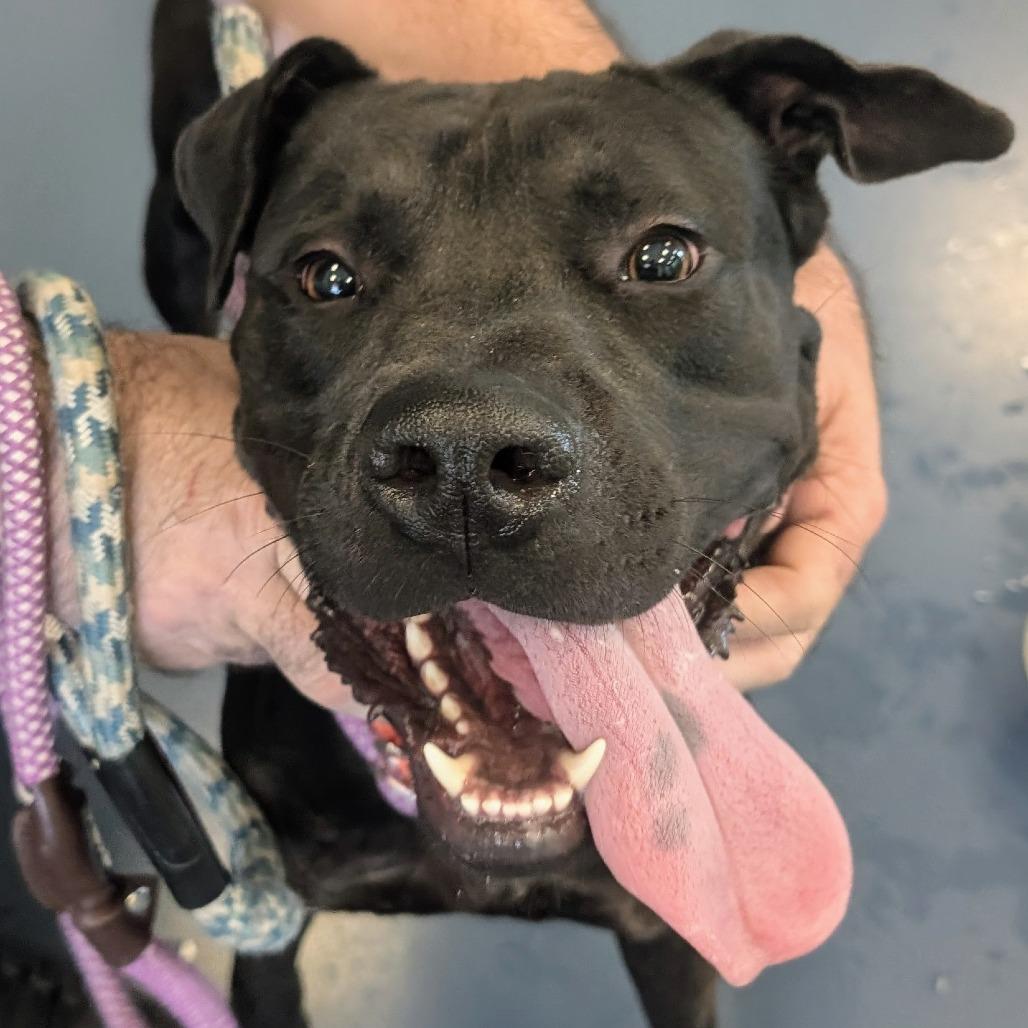 Tristan, a Adoptable mixed breed in Greensboro, NC image 4/6