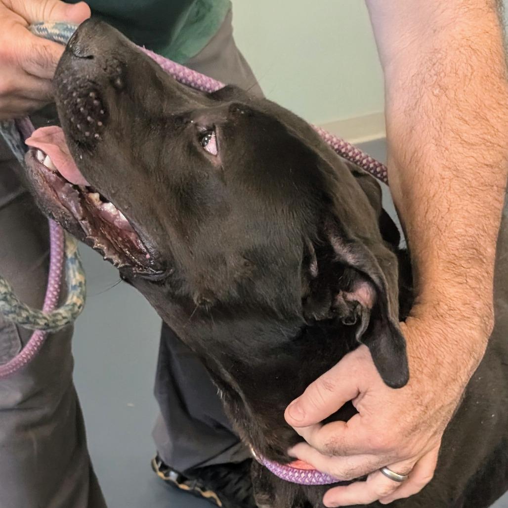 Tristan, a Adoptable mixed breed in Greensboro, NC image 5/6