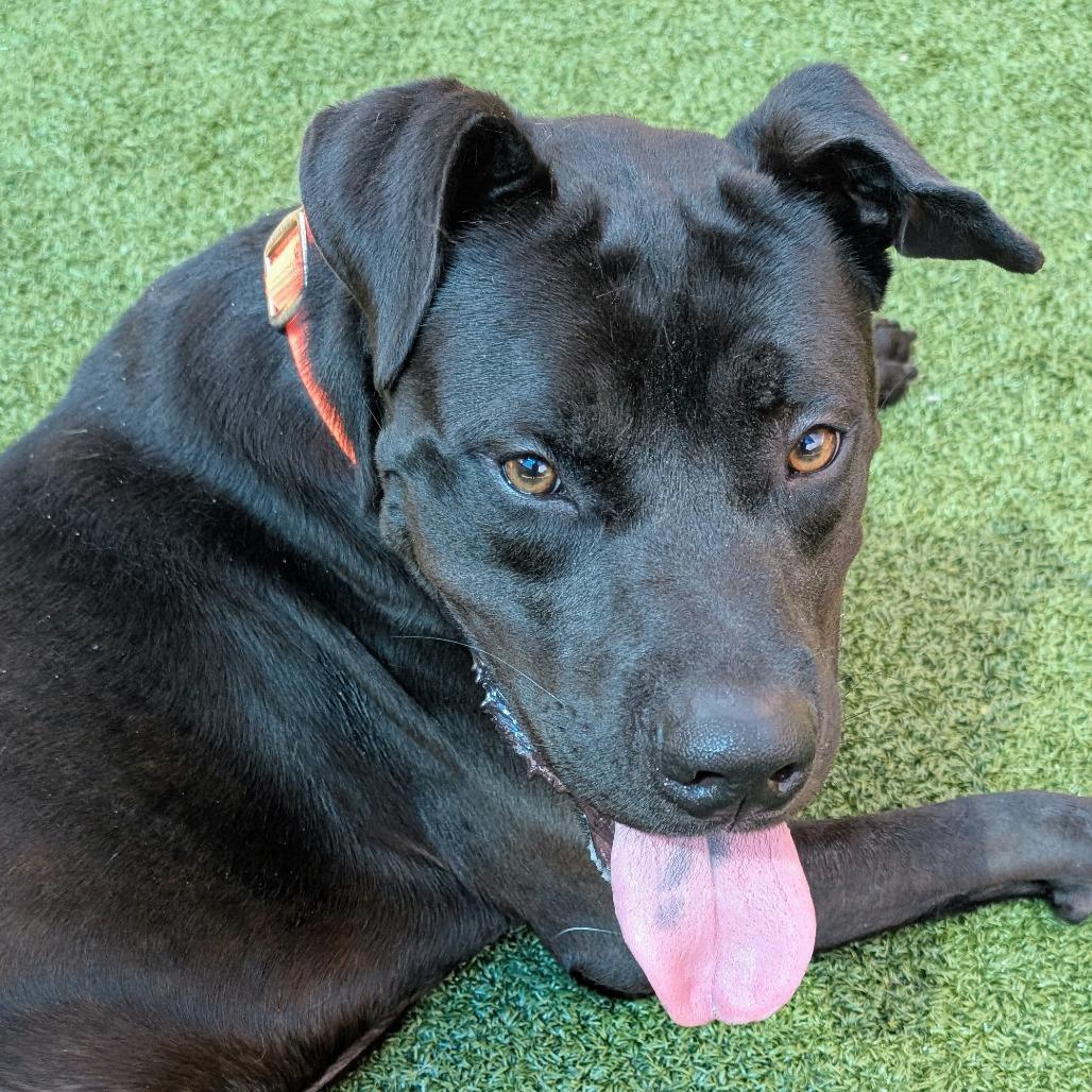 Tristan, a Adoptable mixed breed in Greensboro, NC image 6/6