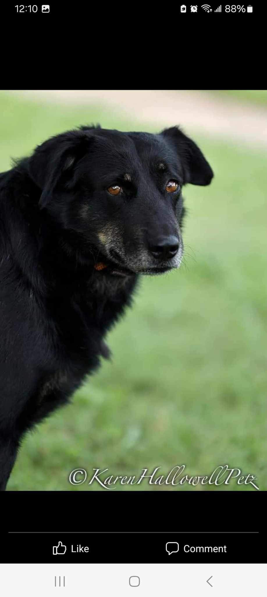 Enlarge Jayden, a Adoptable mixed breed in Ladonia, TX image 2/5