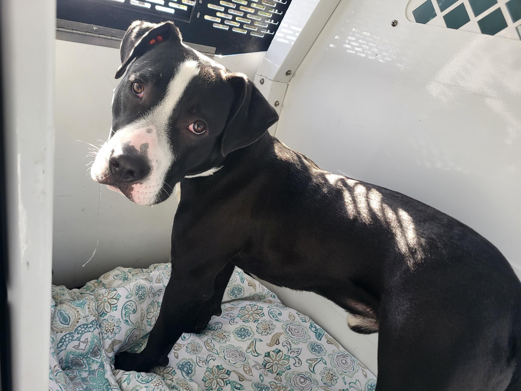 Enlarge Kairo, a ADOPTABLE Pit Bull Terrier in Westfield, MA image 3/3